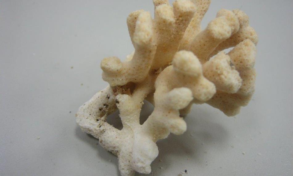 2014-3-5-124foto korál 6.jpg